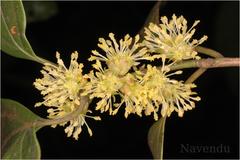 Neolitsea scrobiculata